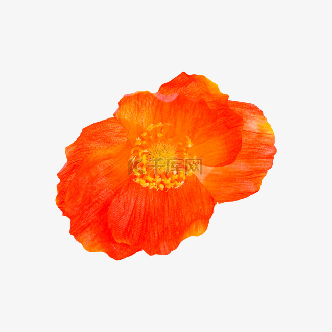 橙色花朵虞美人