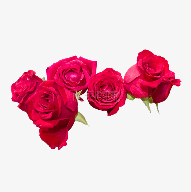 一排大红色玫瑰花