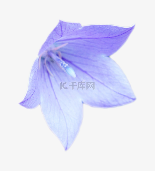浅蓝色花朵