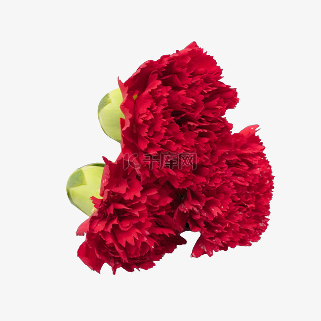 红色花朵康乃馨