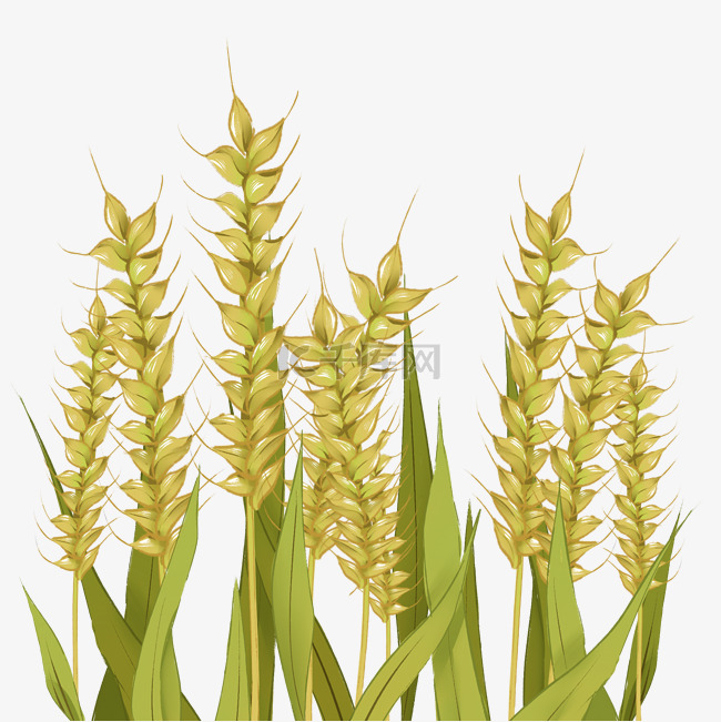 农作物粮食稻子