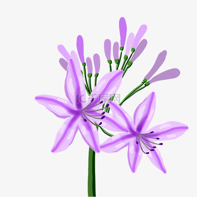 盛开紫色百子莲