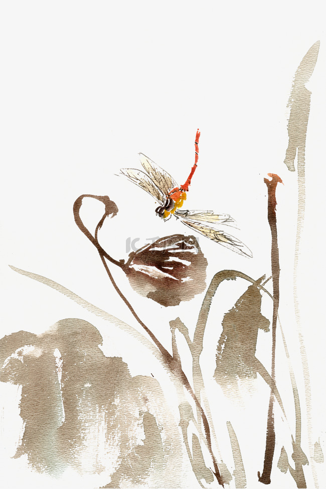 秋季的莲蓬与红蜻蜓