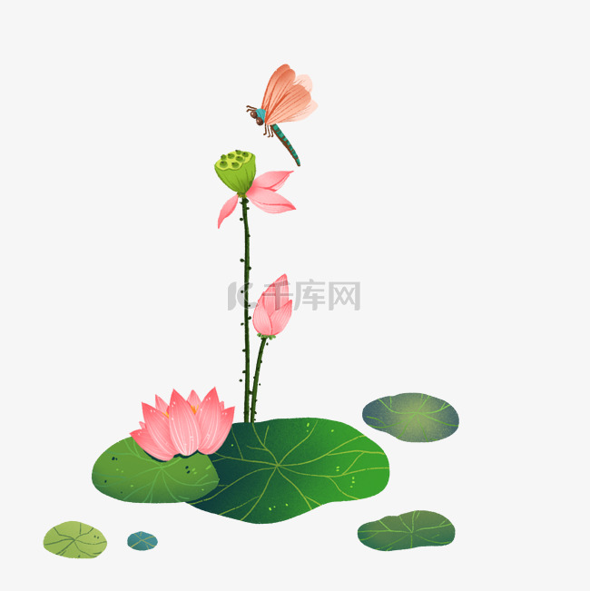 荷花和蜻蜓手绘插画