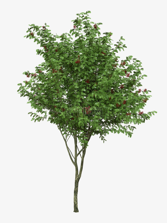 红粒花椒树