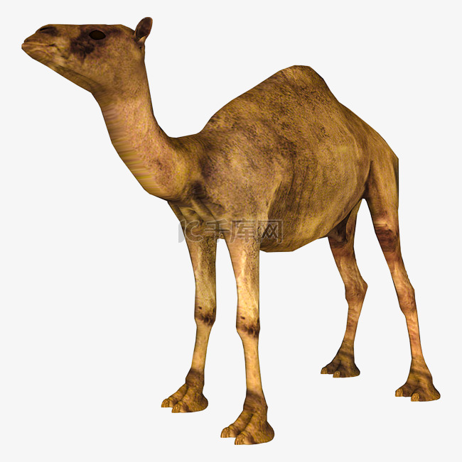 写实3D骆驼
