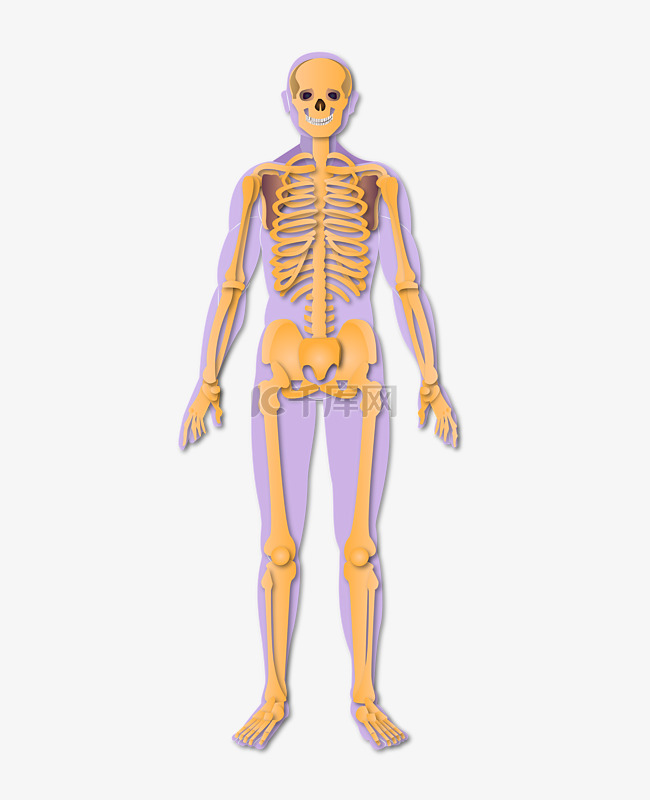 骨骼人体系统矢量图