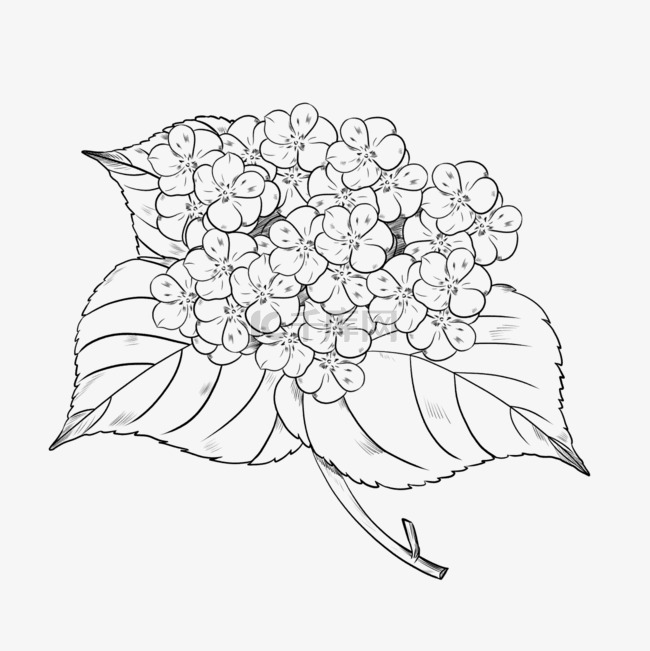 手绘线描绣球花卉