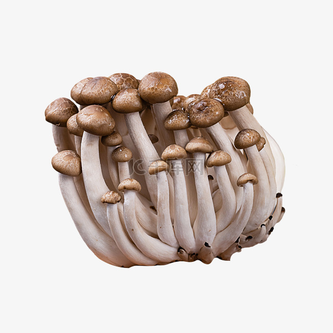 食材蟹味菇蘑菇真菌