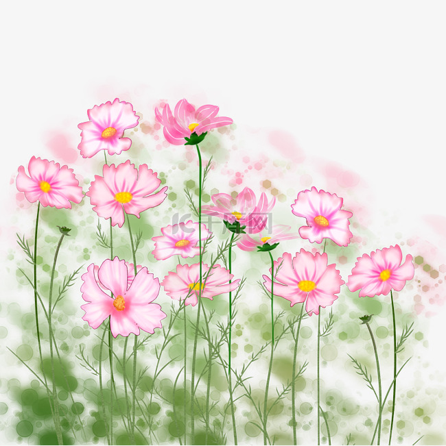 粉红色花朵波斯菊田