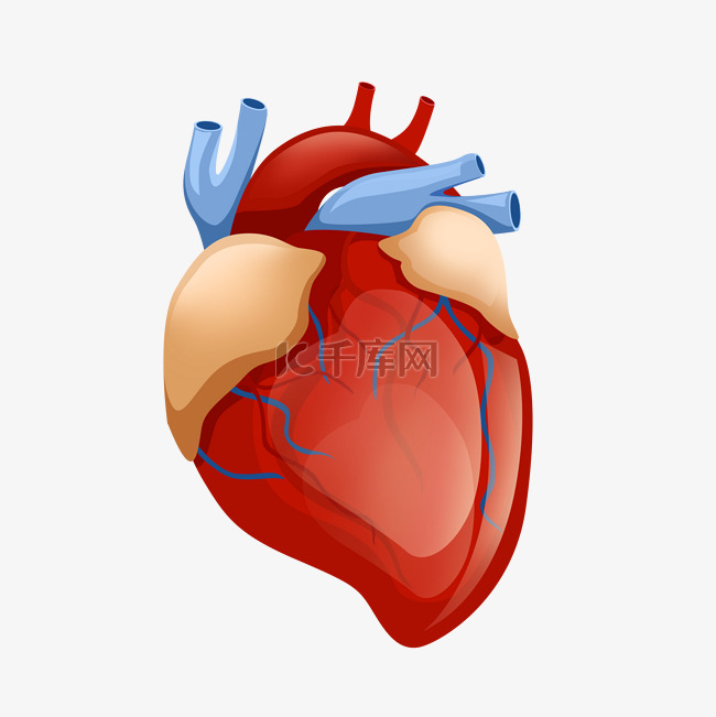 人体器官心脏血管