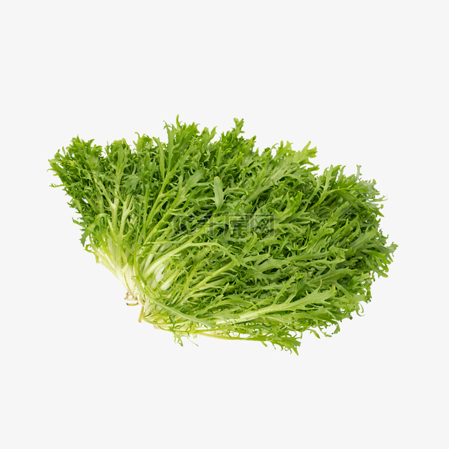 绿色苦菊蔬菜
