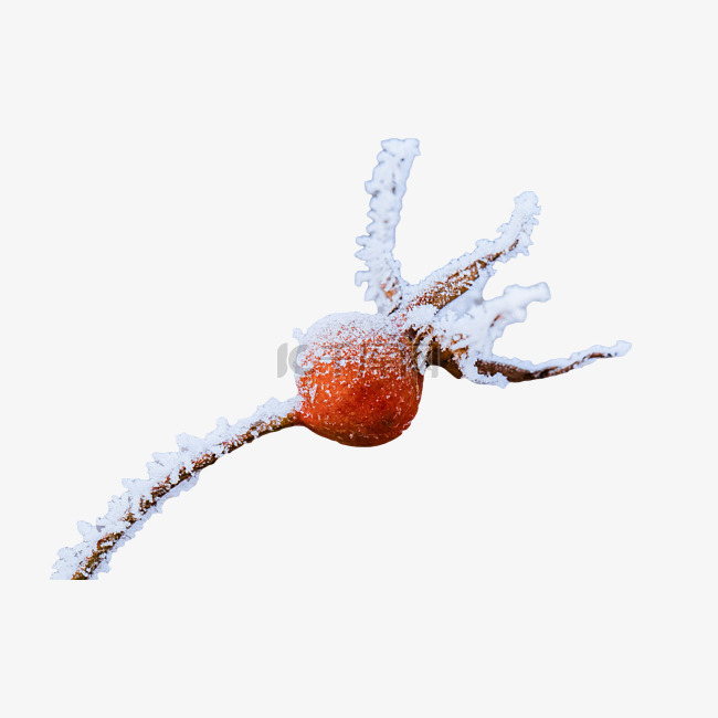 落满雪花的红果子