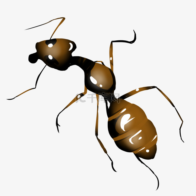 蚂蚁工蚁节肢动物