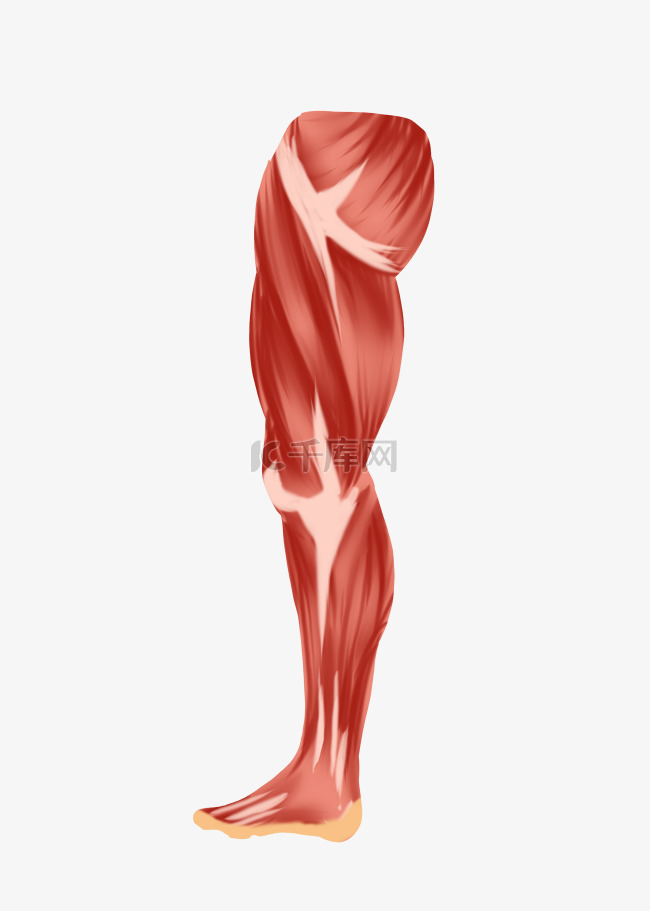 人体腿部肌肉