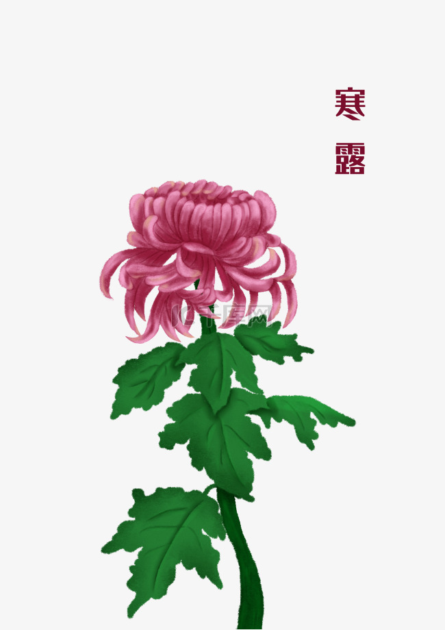 寒露节气菊花手绘