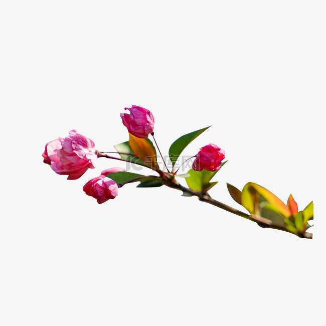 春天植物海棠花