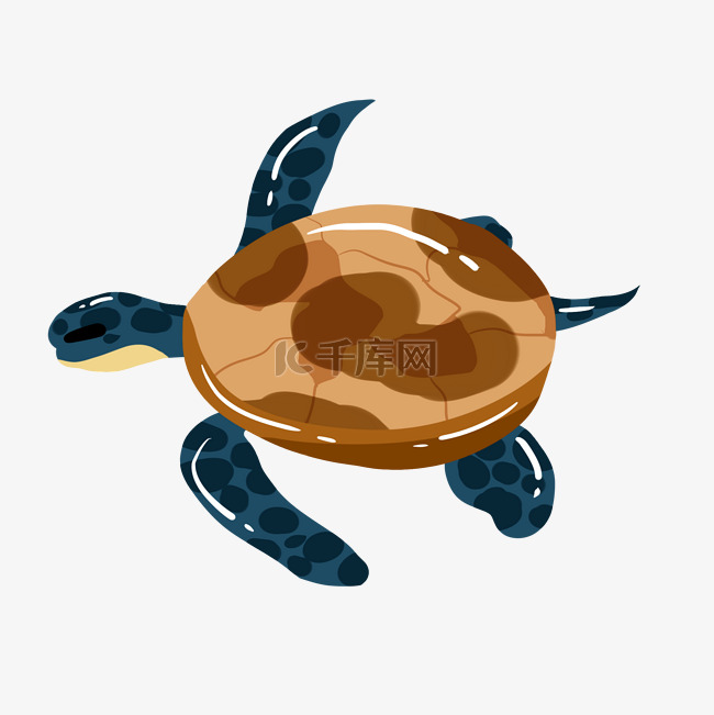 水生海龟乌龟