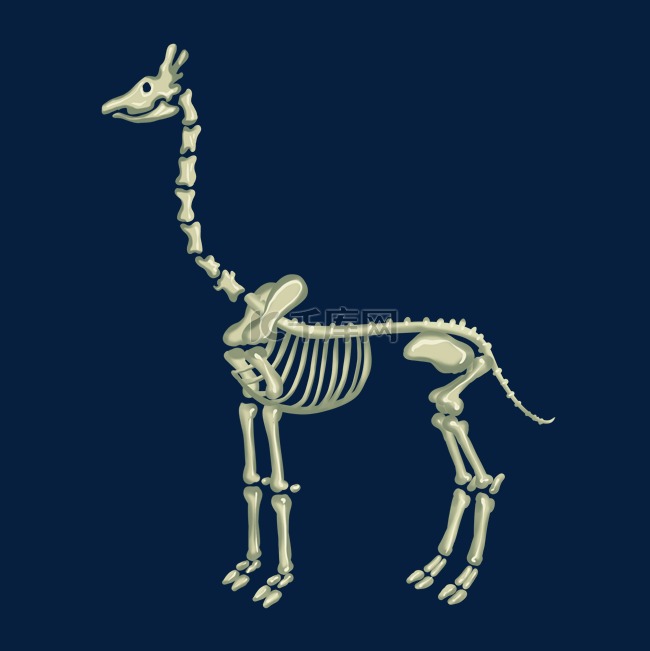长颈鹿骨骼结构