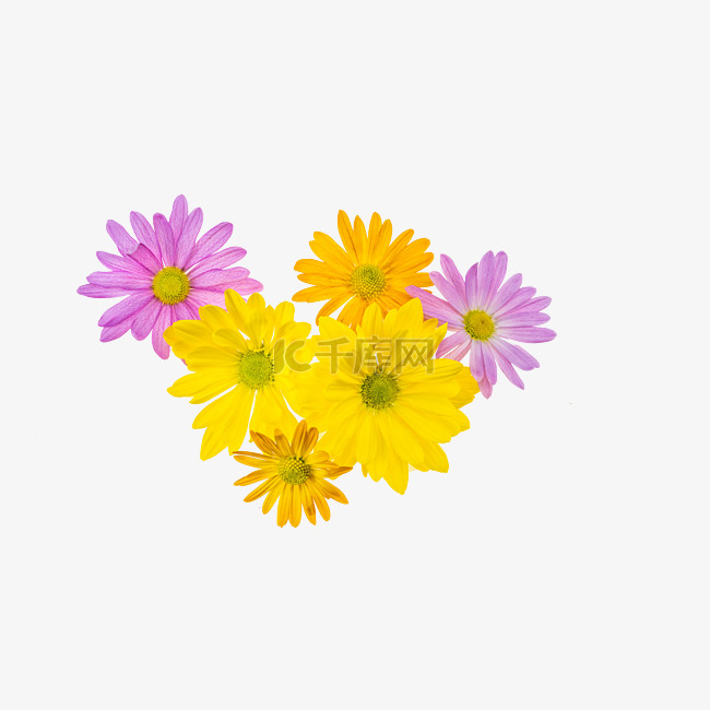 彩色花朵菊花