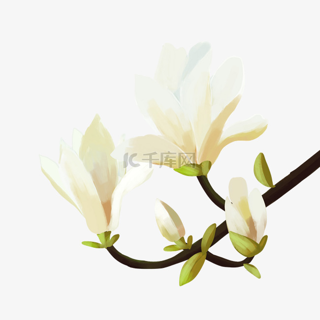 植物白色玉兰花