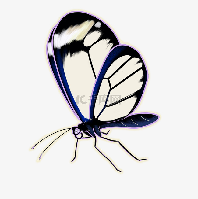蓝黑色透明翅膀蝴蝶