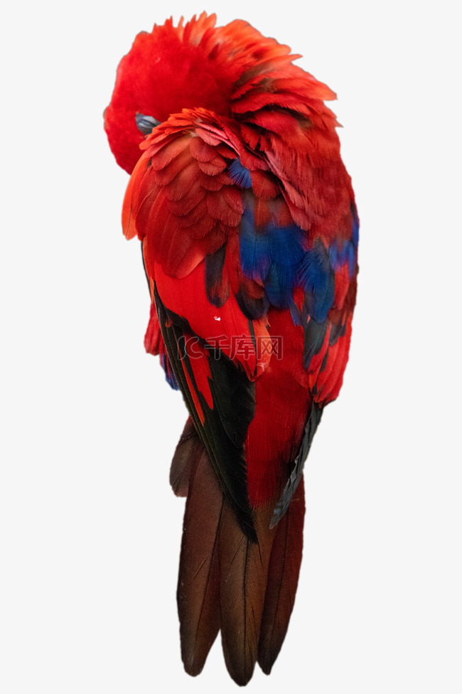 红色毛发鹦鹉
