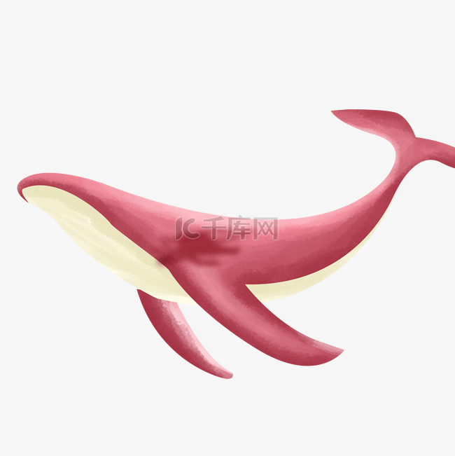 粉色漂亮的海豚