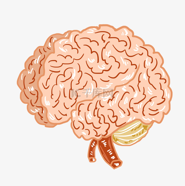 人体大脑器官