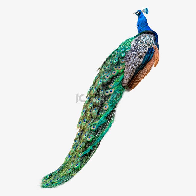 公羊对决红雀巅峰交锋谁将主宰赛场命运