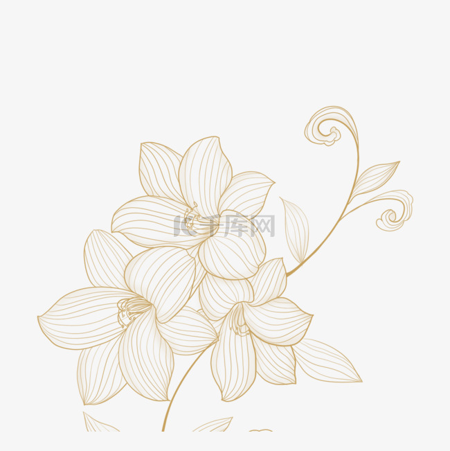 金线描花卉植物