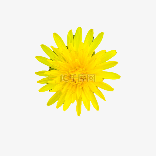 一朵美丽的黄菊花
