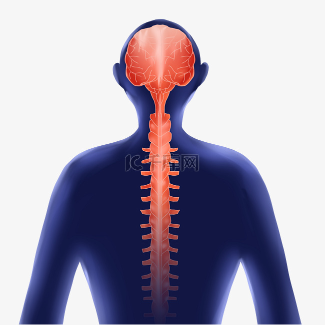 人体系统脊椎