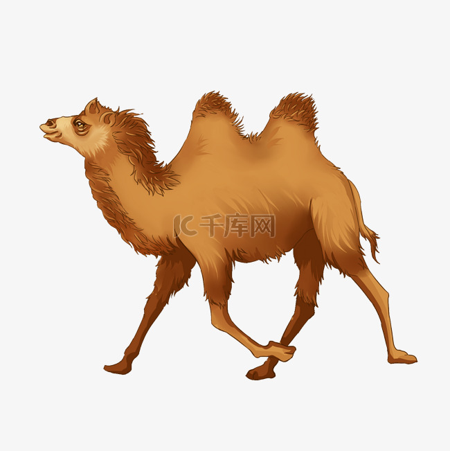 行走的棕色骆驼
