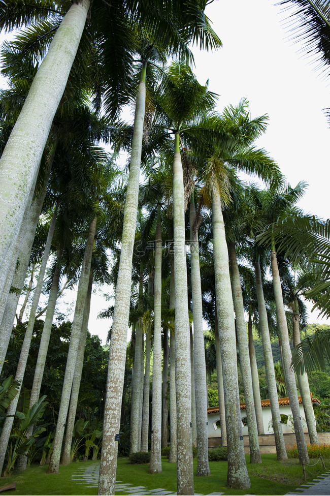 树木丛生的椰树林