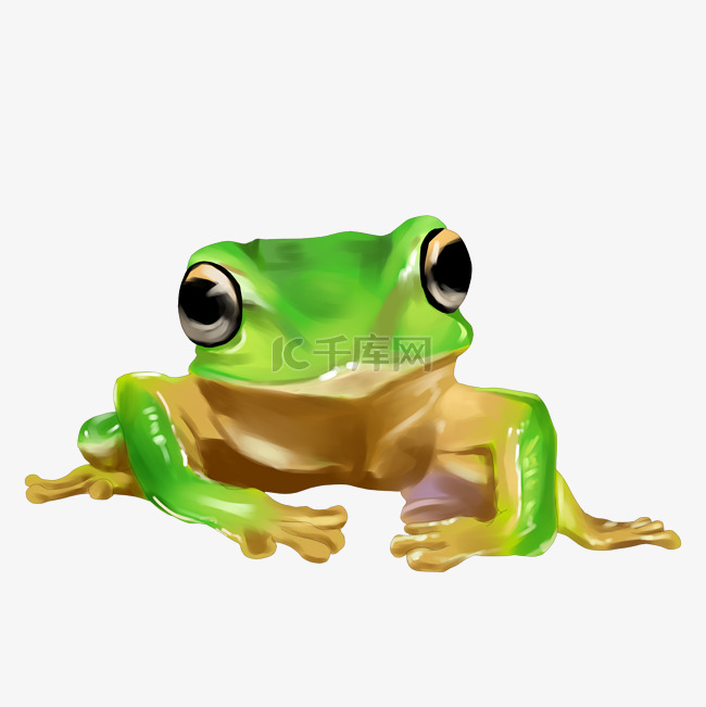 一只绿色大眼睛青蛙
