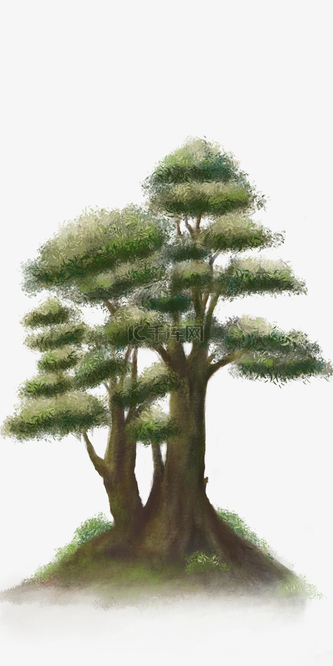 油松树木