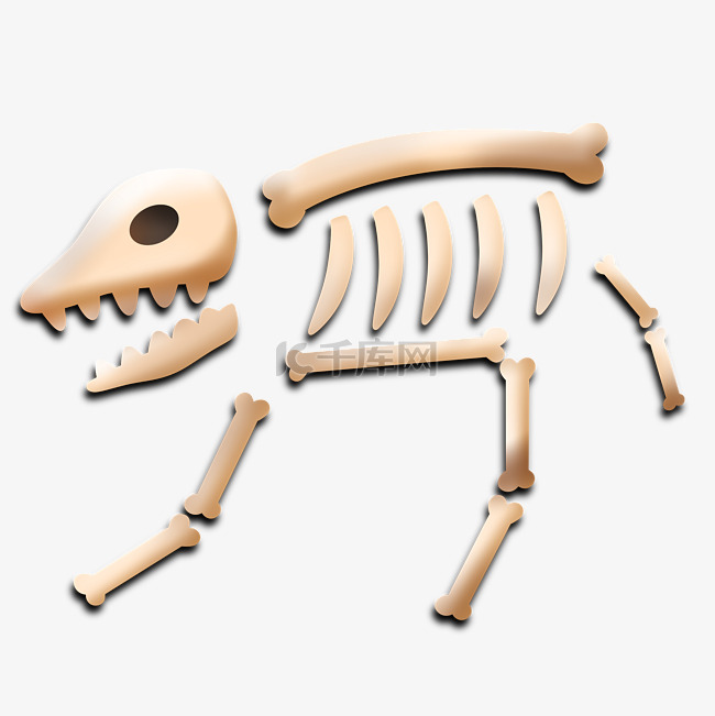 骨骼骨架动物