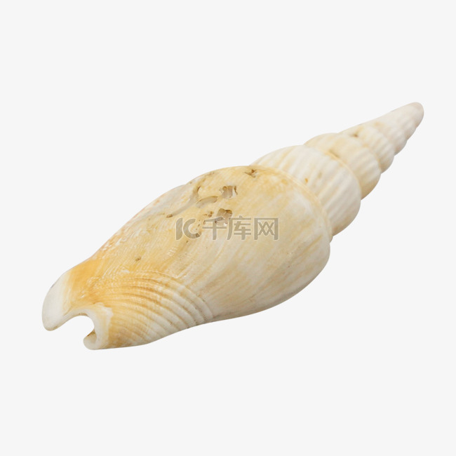 黄色天然海螺