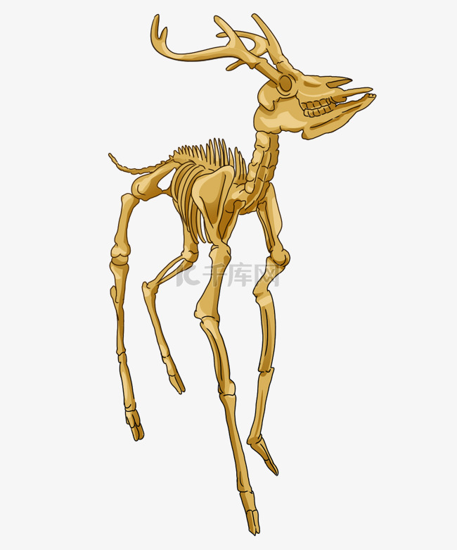 小鹿动物骨骼