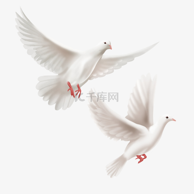 两只展翅高飞的手绘白色和平鸽