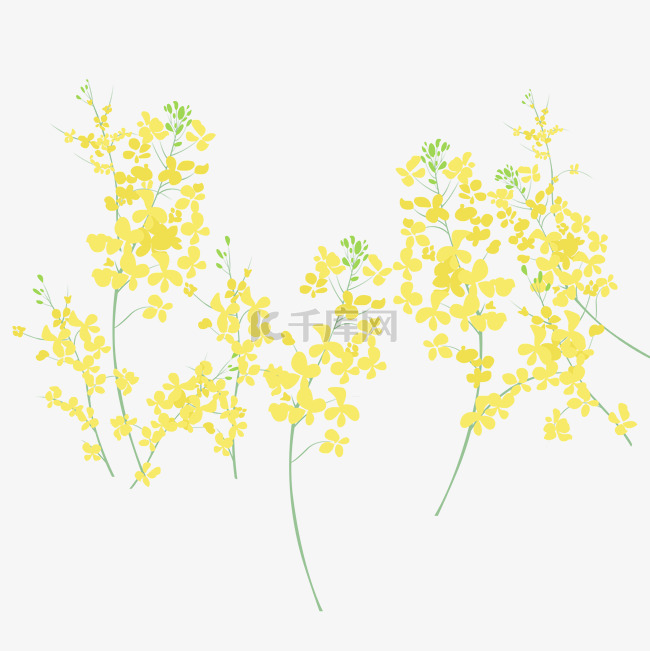 黄色植物油菜花