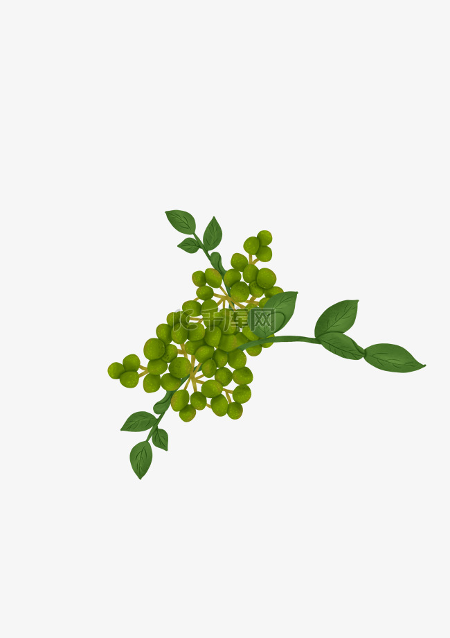 绿色花椒手绘插画素材图片免费下载-千库网