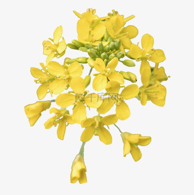 春天黄色唯美的花朵