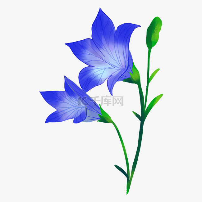 蓝色桔梗花朵