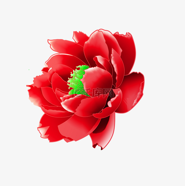 中国红牡丹花