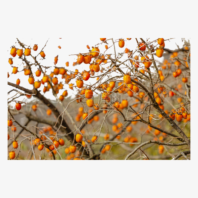 秋天深秋落叶的柿子树