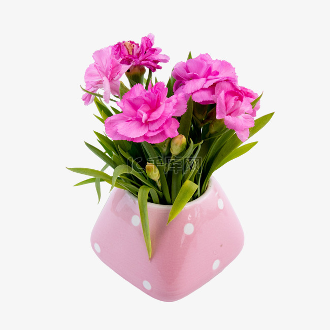康乃馨花朵花瓶