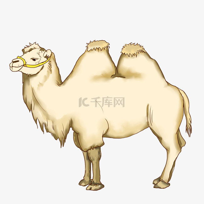 骆驼 手绘