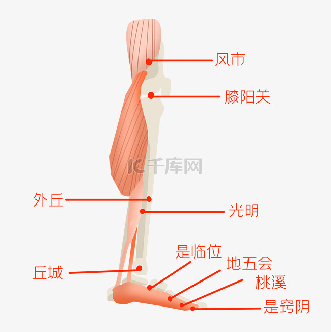 经络穴位腿部穴位